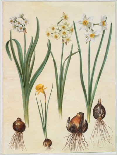 Narcissus tazetta; Narcissus orientalis; Corbularia bulbocodium by Johannes Simon Holtzbecker